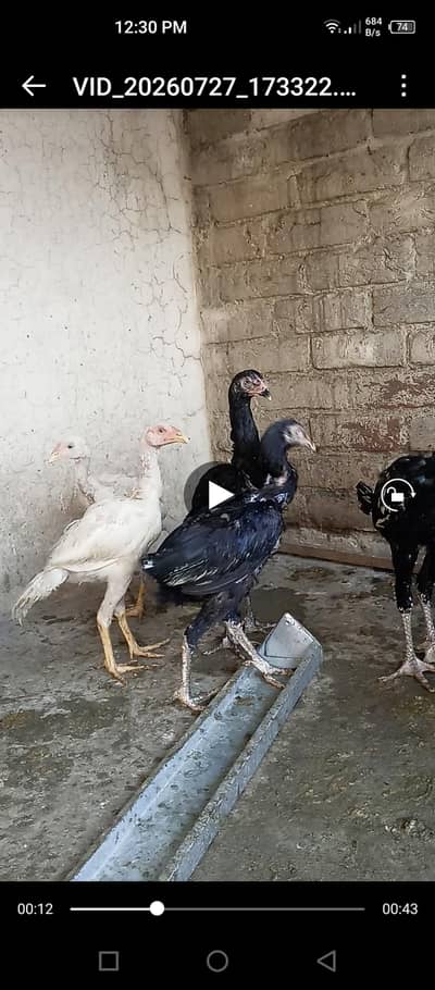 aseel hens for sale