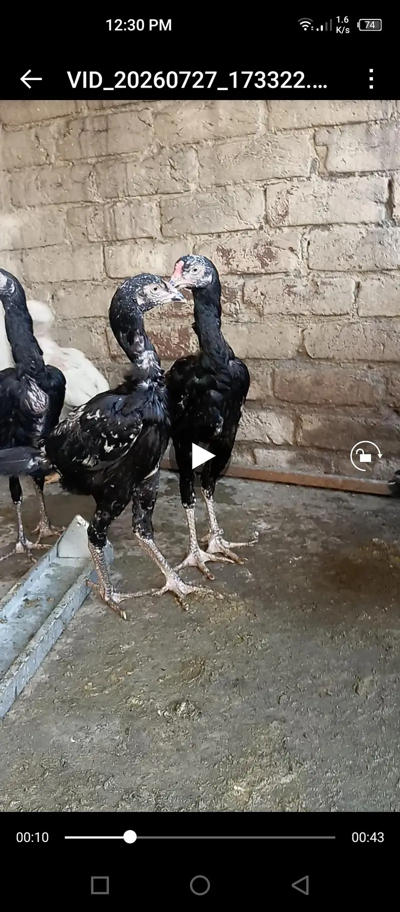 aseel hens for sale — photo 2