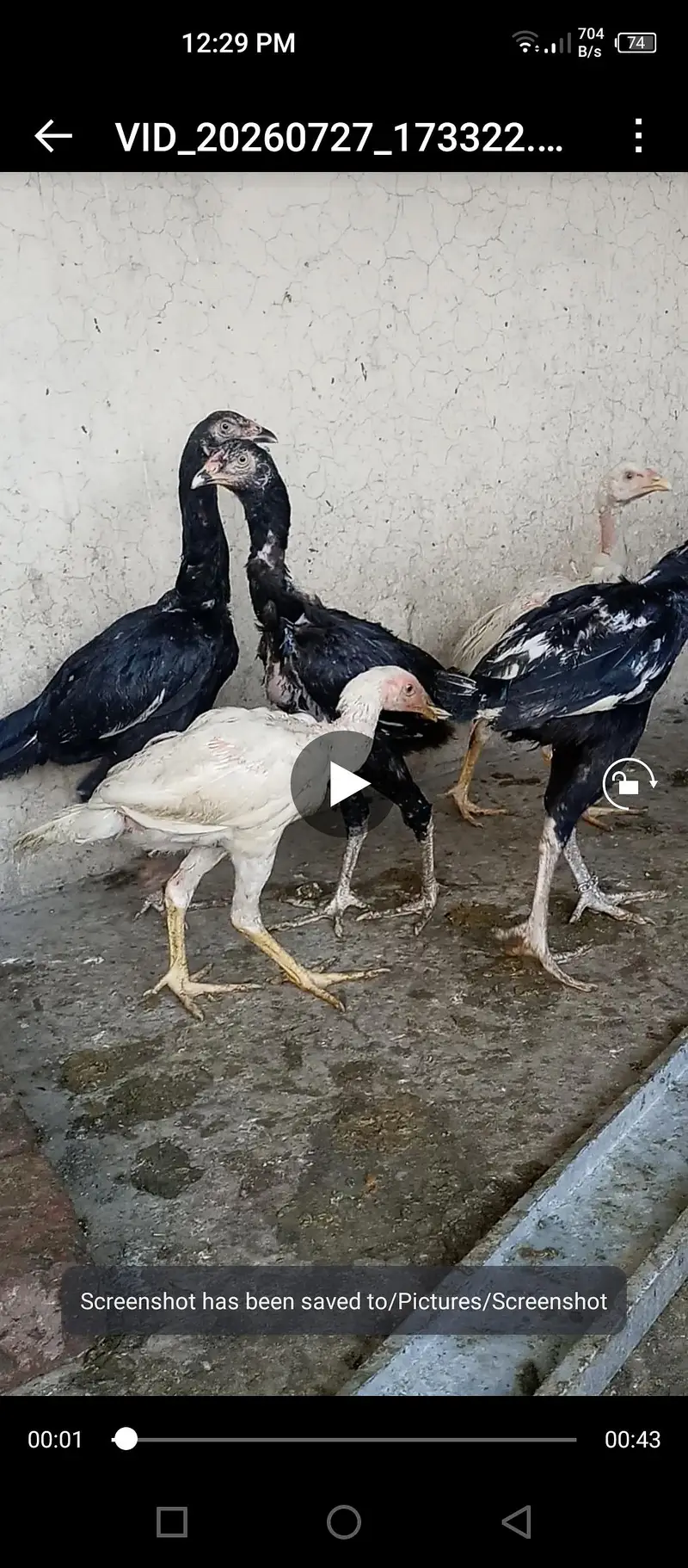 aseel hens for sale — photo 3