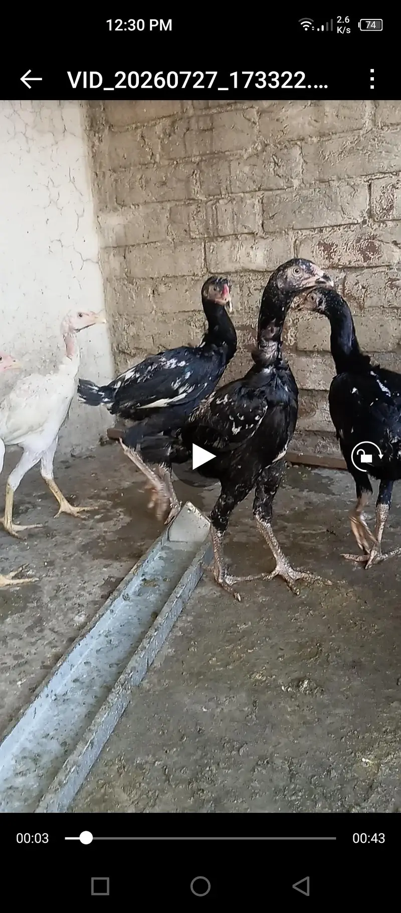 aseel hens for sale — photo 4