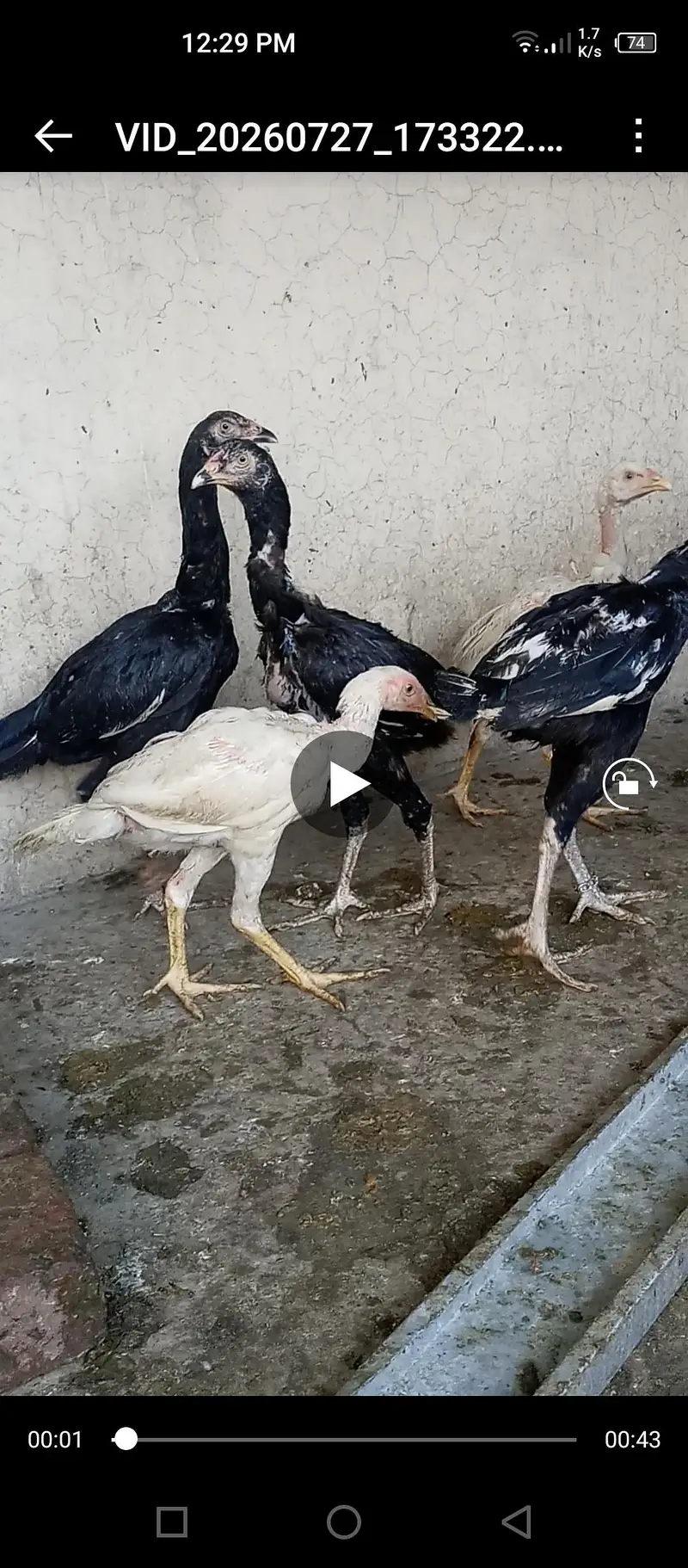 aseel hens for sale — photo 5