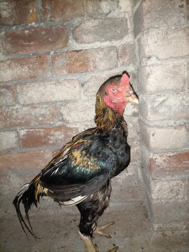 aseel hens for sale — photo 6