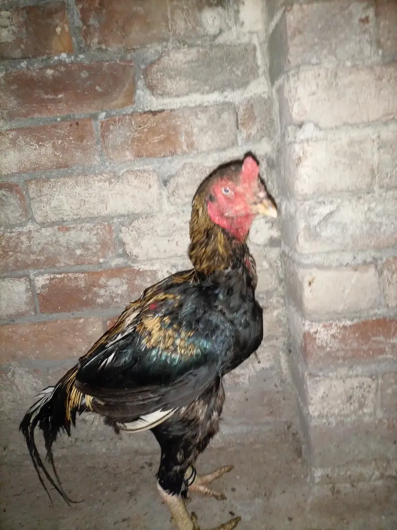 aseel hens for sale — photo 7