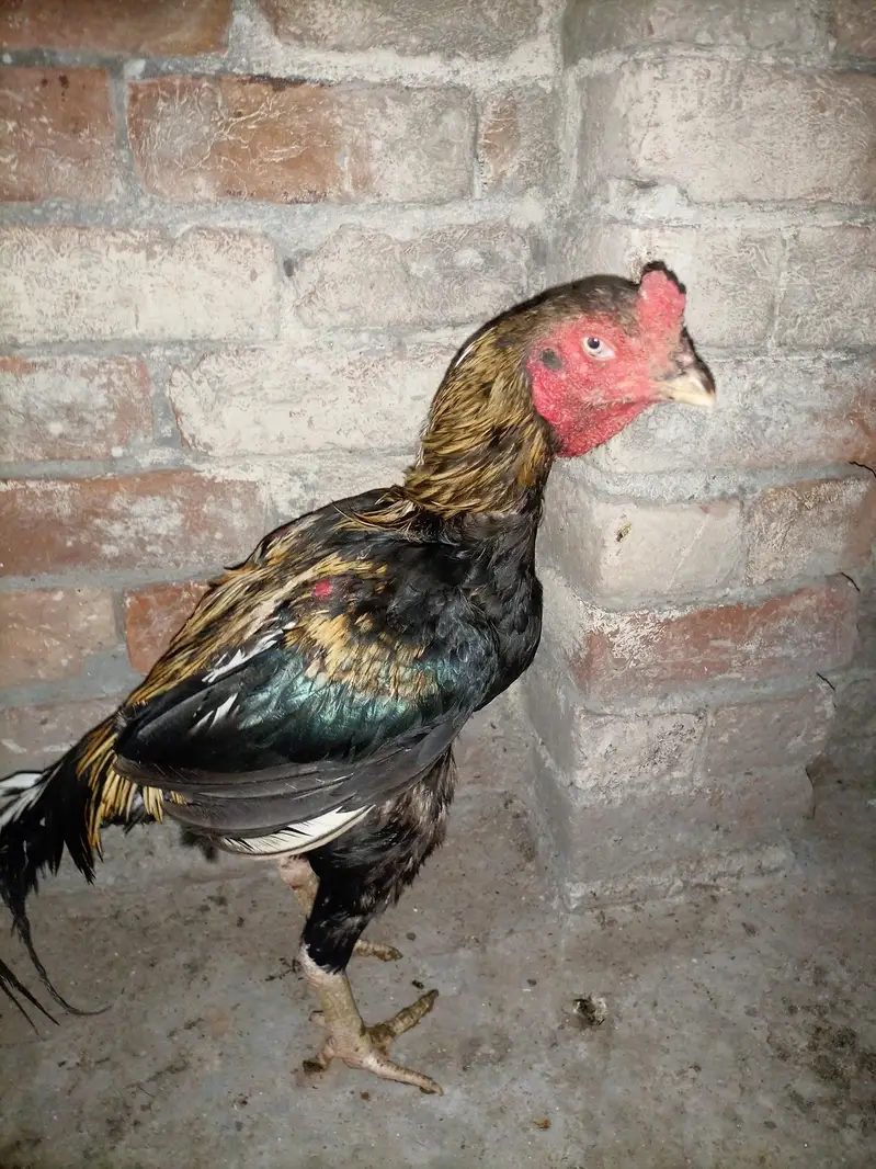 aseel hens for sale — photo 8