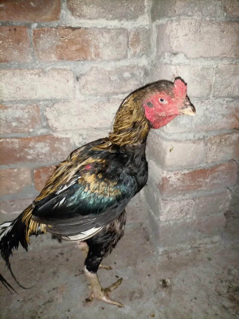 aseel hens for sale — photo 9