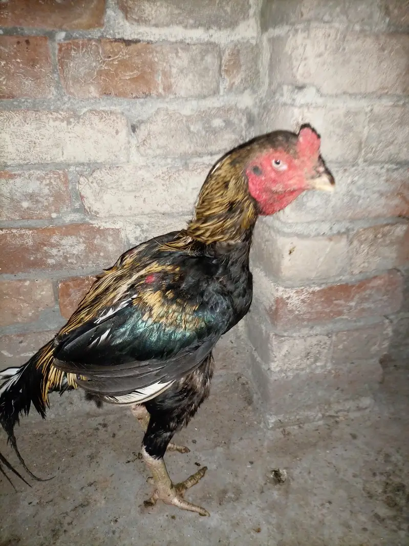 aseel hens for sale — photo 10