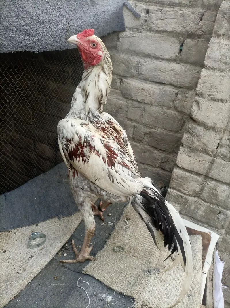 aseel hens for sale — photo 11