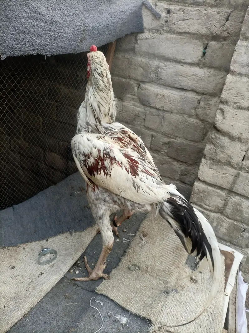 aseel hens for sale — photo 12