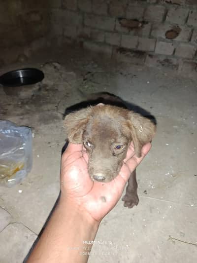 Labrador puppy