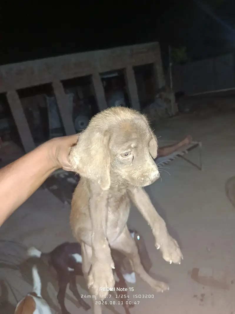 Labrador puppy — photo 2