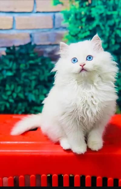 Persian cat for sale 2 month age available