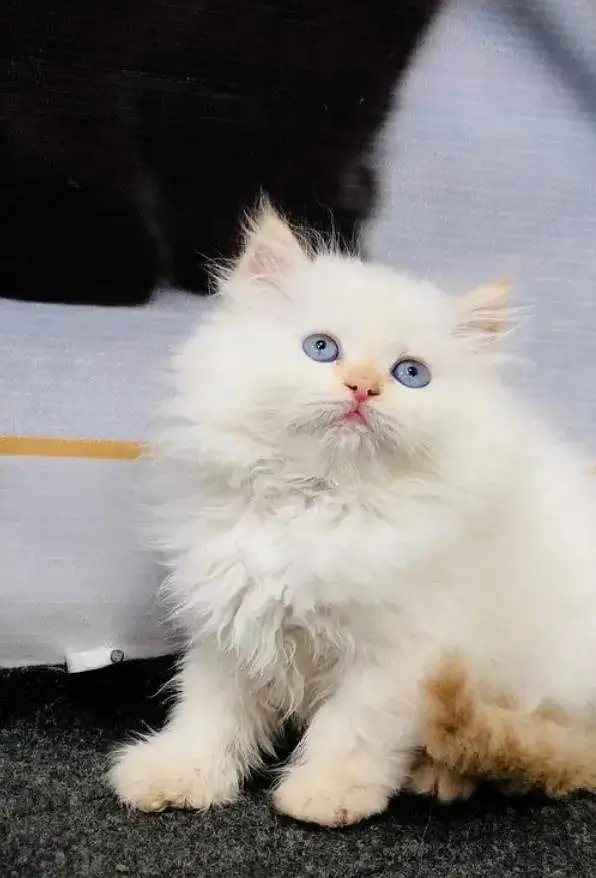 Persian cat for sale 2 month age available — photo 2