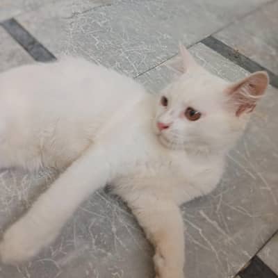 Persian_male kitten_for sale