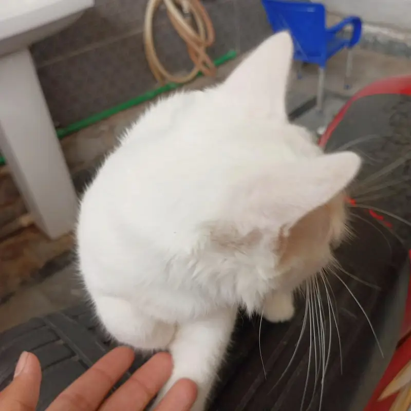 Persian_male kitten_for sale — photo 2
