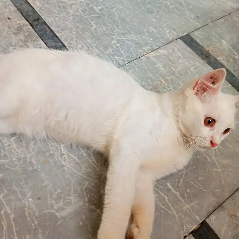 Persian_male kitten_for sale — photo 3