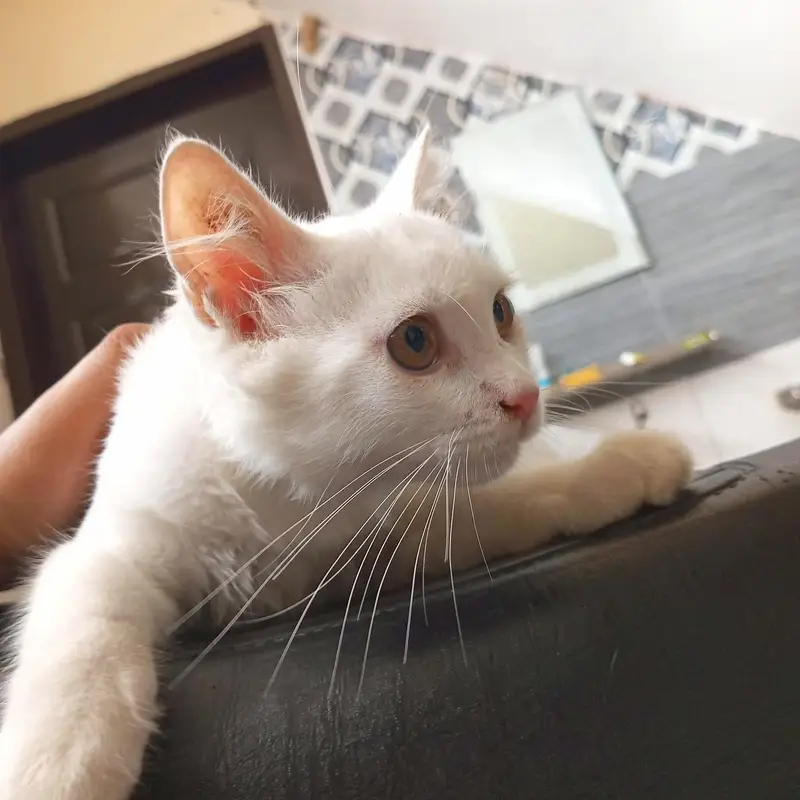 Persian_male kitten_for sale — photo 4