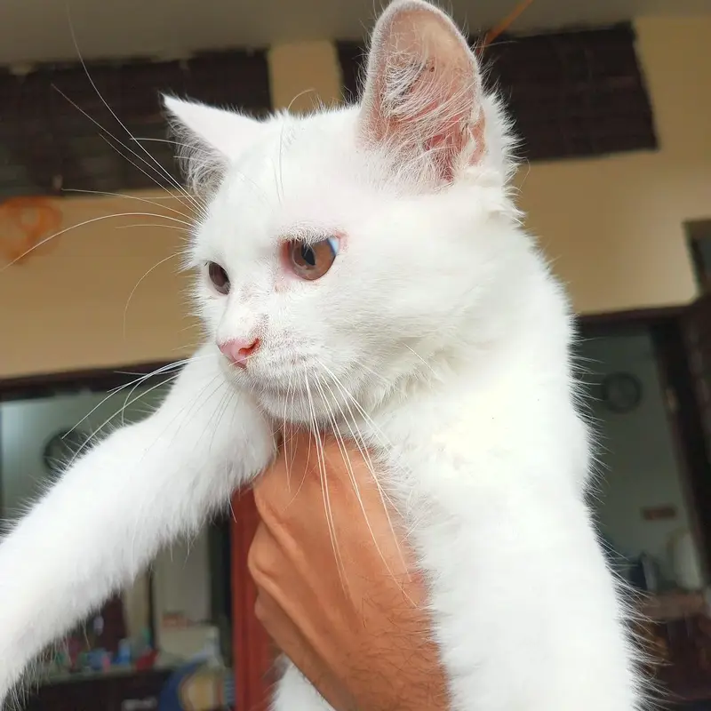 Persian_male kitten_for sale — photo 5