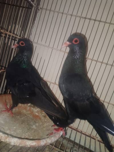 breedar pair full active