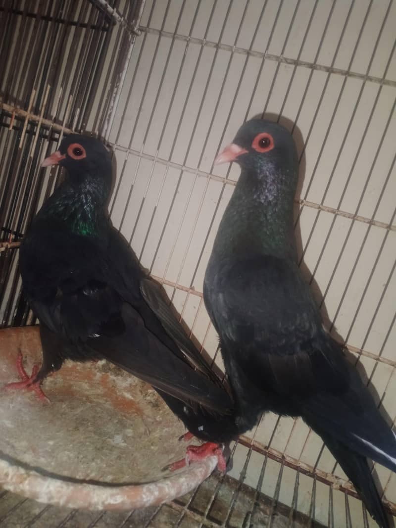 breedar pair full active 0