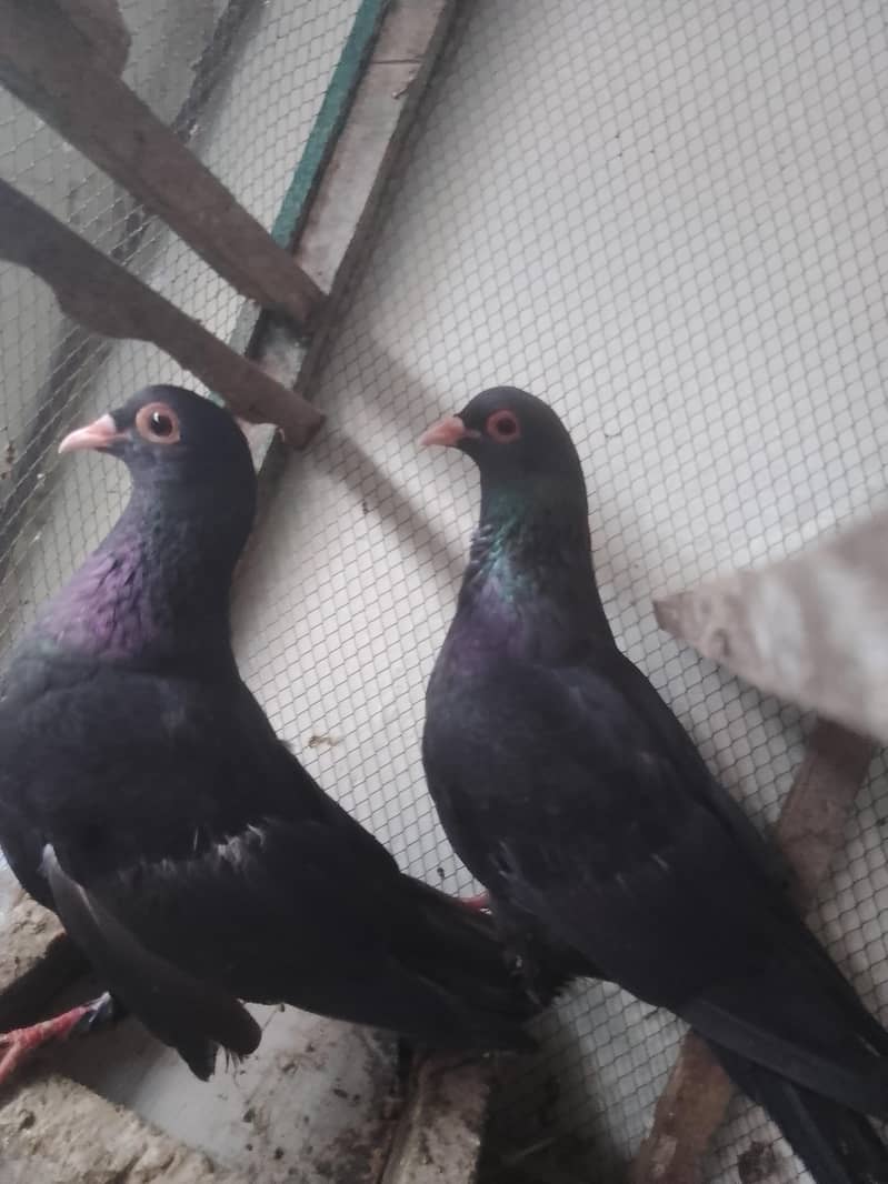 breedar pair full active 4