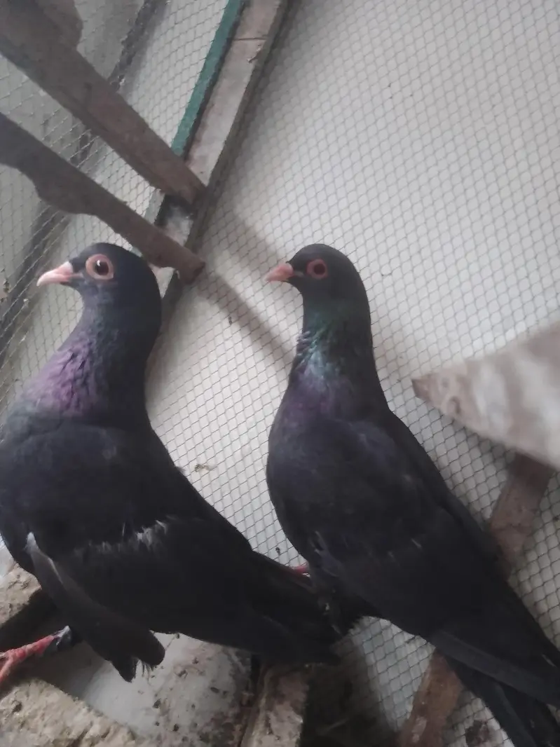 breedar pair full active — photo 5