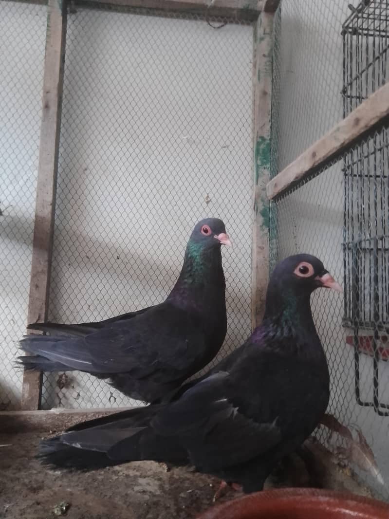 breedar pair full active 5