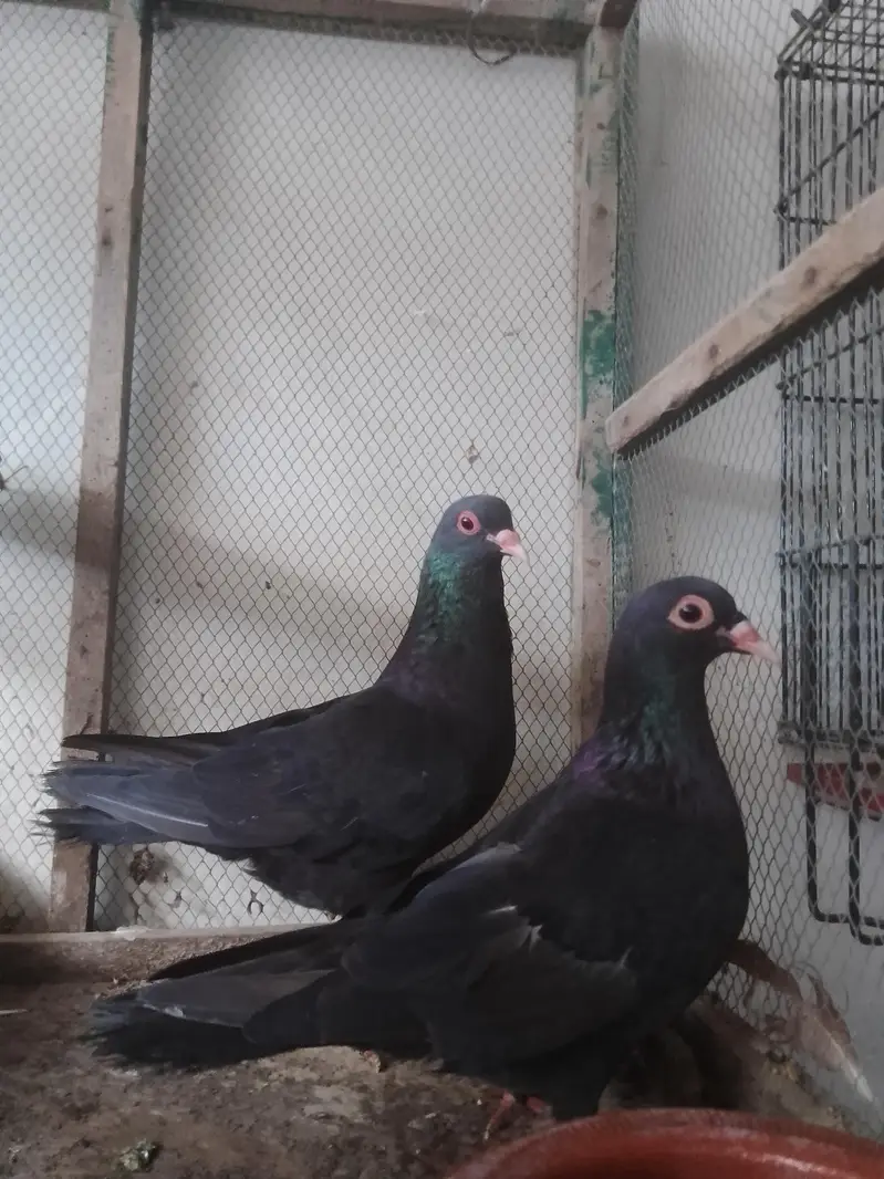 breedar pair full active — photo 6