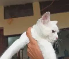 Persian_male kitten_for sale — photo 6