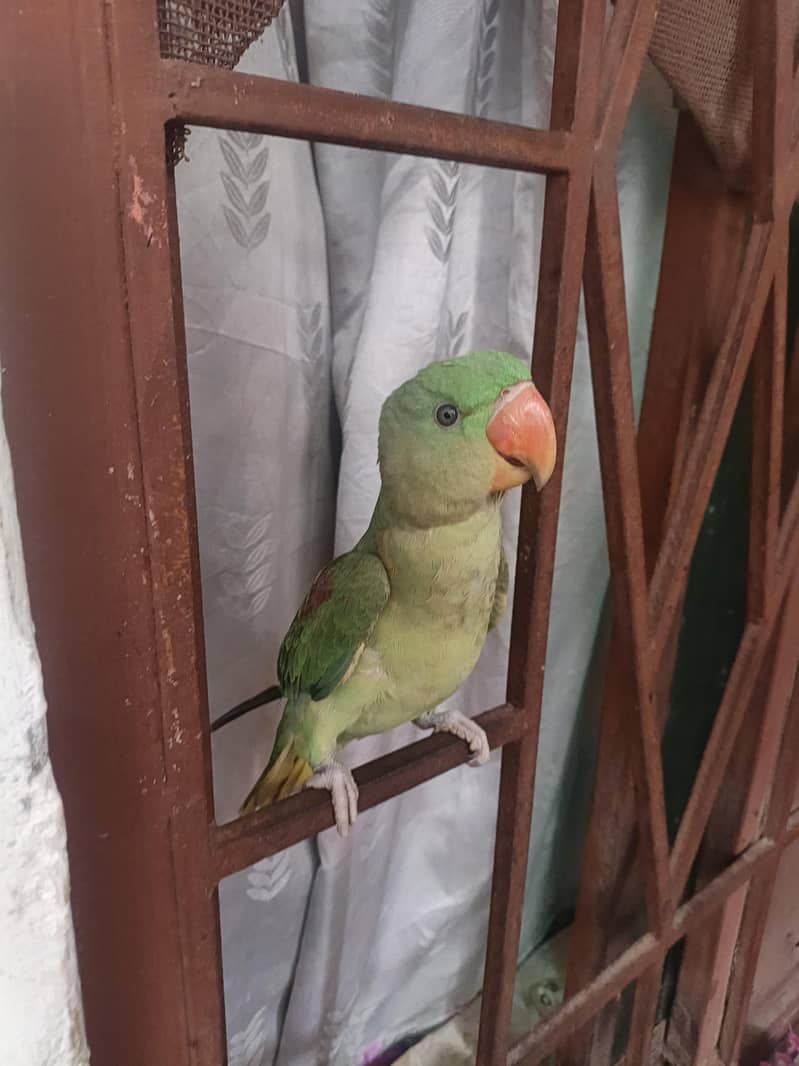 Raw parrot 0