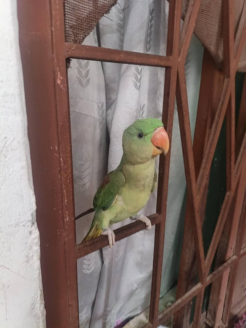 Raw parrot 1