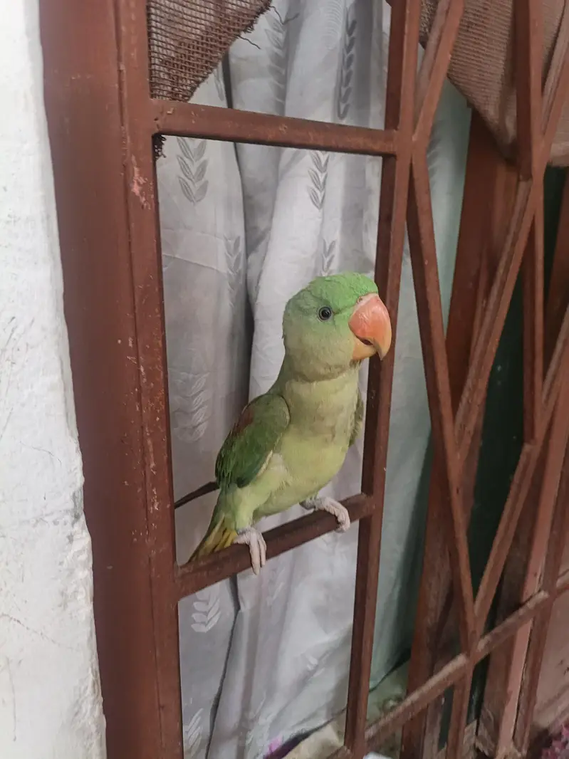 Raw parrot — photo 2