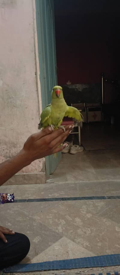 tota sell katne wala ni hai hat wala hai kaathta ni hai