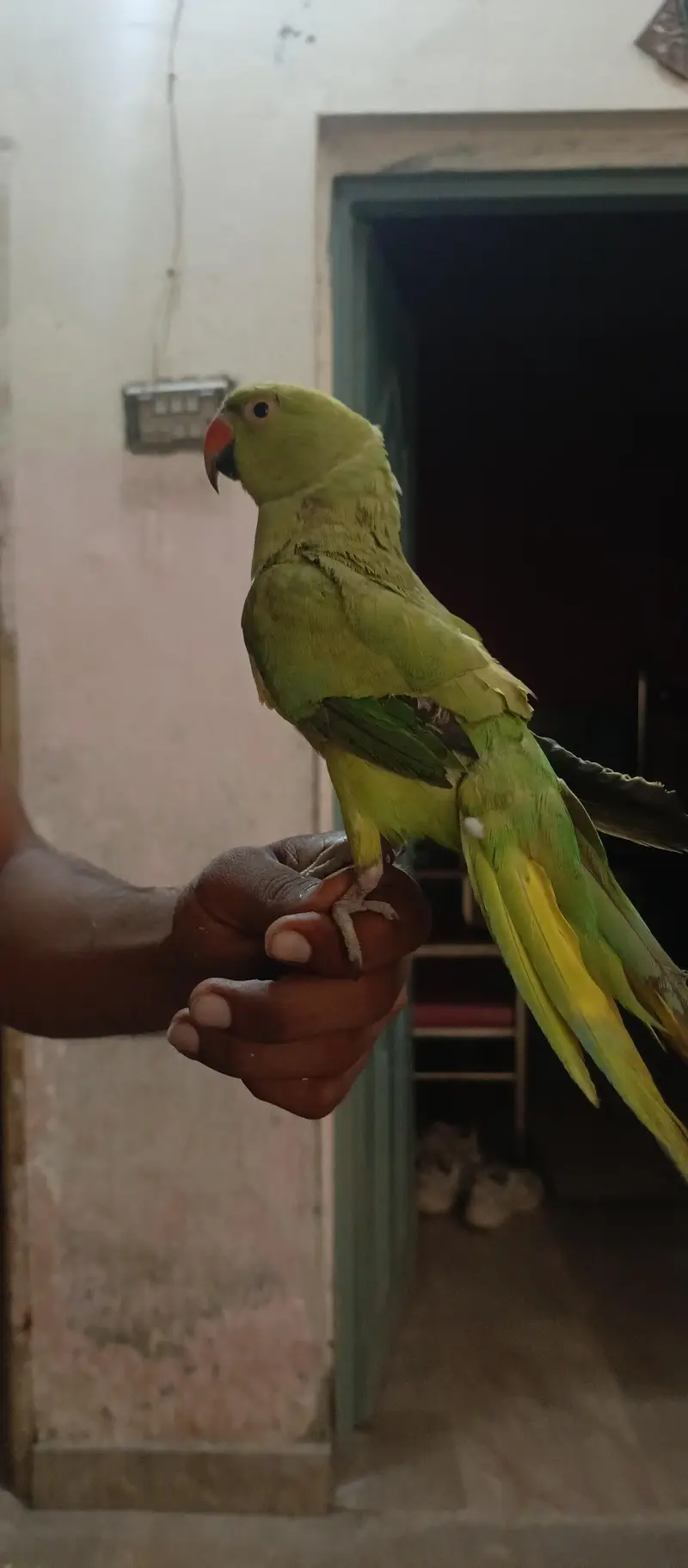 tota sell katne wala ni hai hat wala hai kaathta ni hai — photo 2