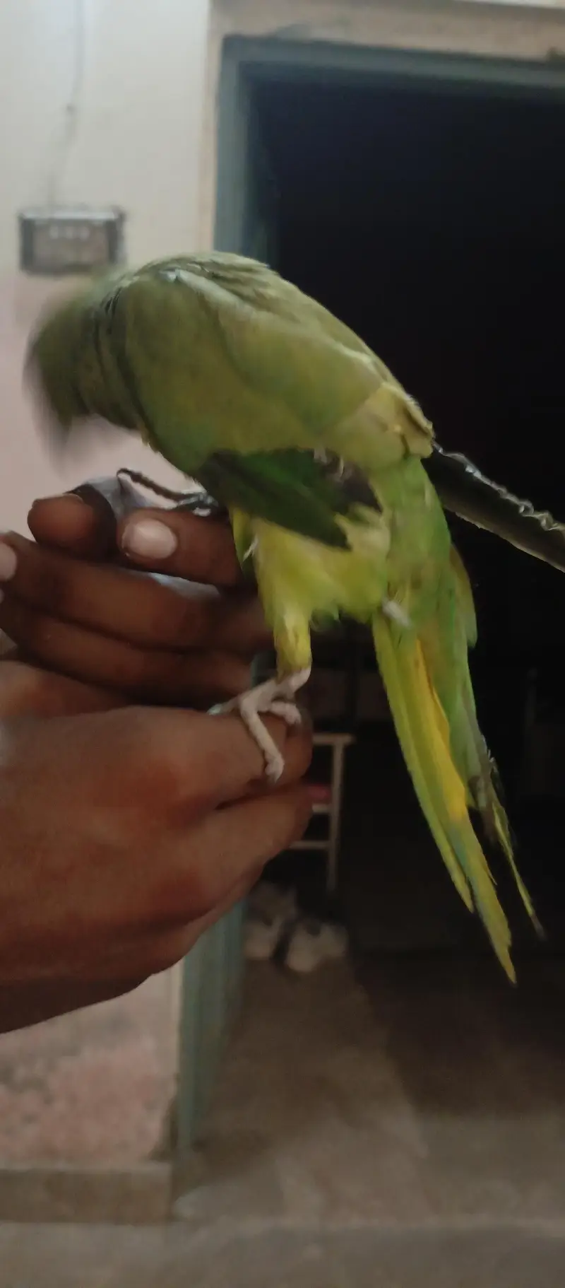 tota sell katne wala ni hai hat wala hai kaathta ni hai — photo 3