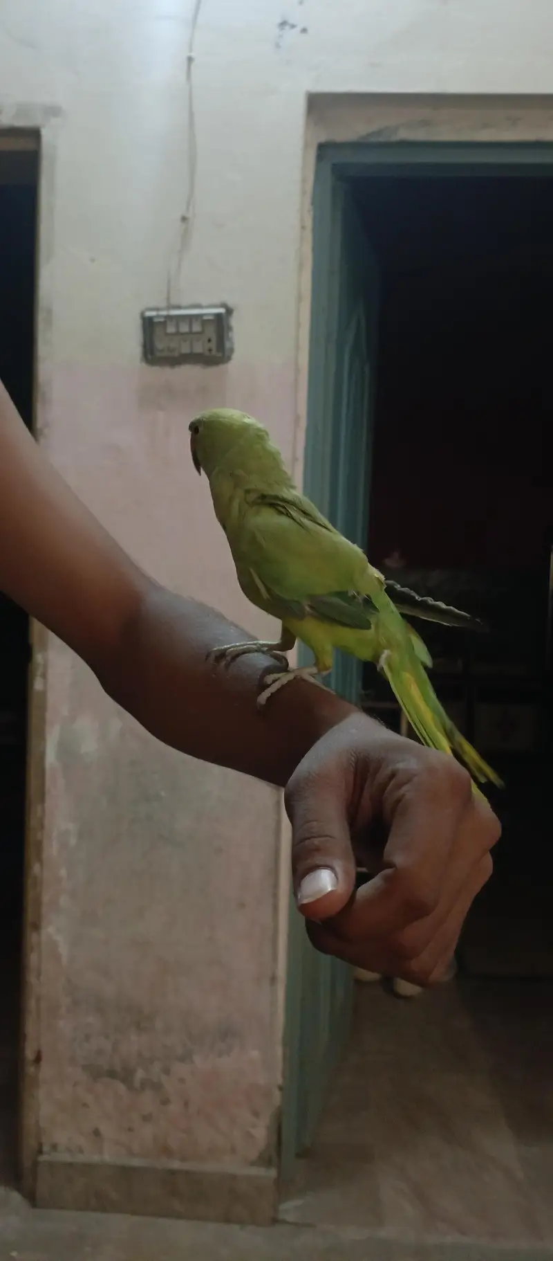 tota sell katne wala ni hai hat wala hai kaathta ni hai — photo 4