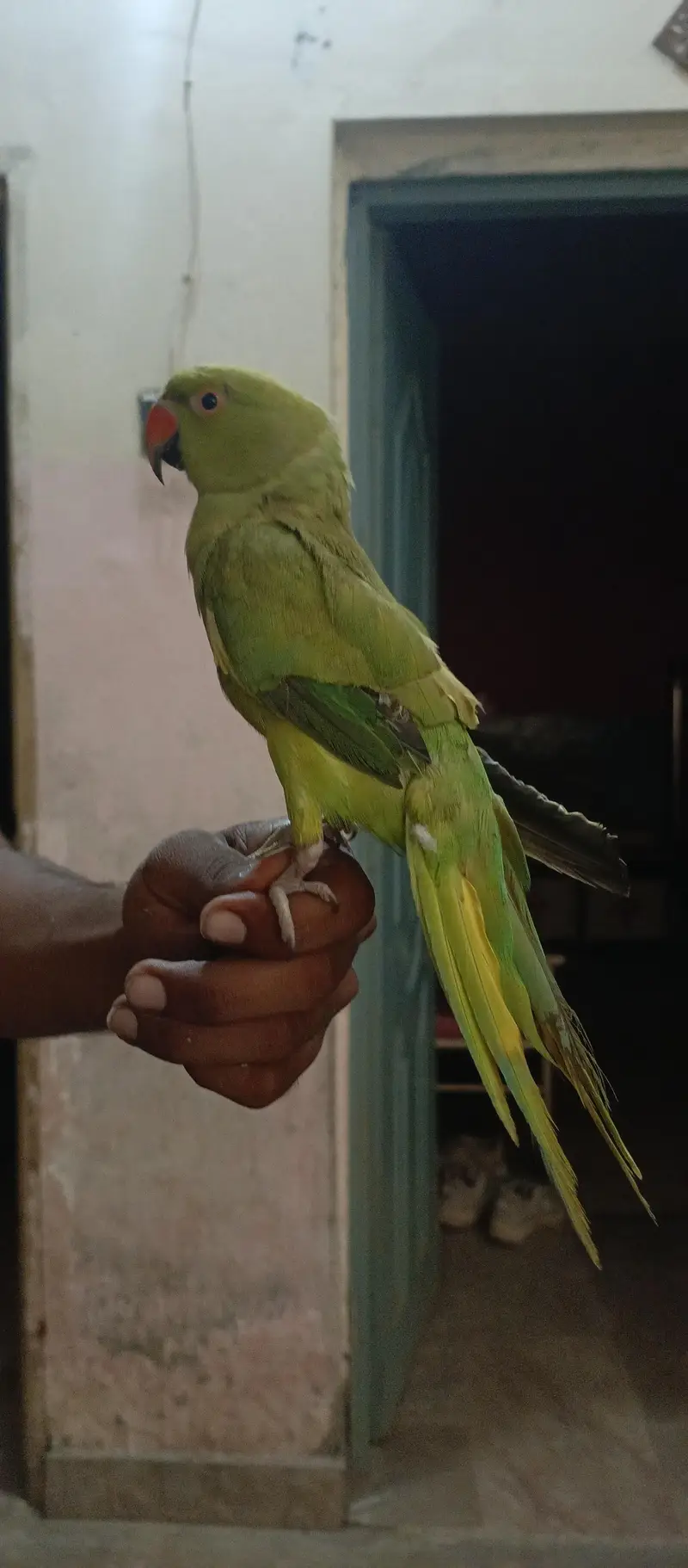 tota sell katne wala ni hai hat wala hai kaathta ni hai — photo 5
