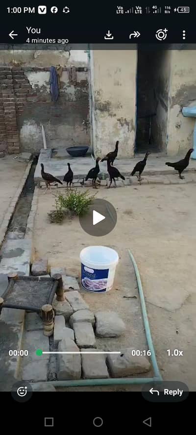 4mushki or 1 lakhi females for sale location jhelum khalaspur