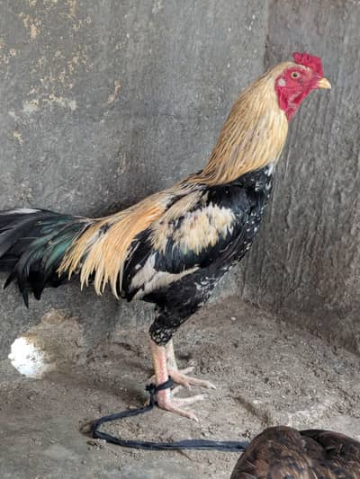 ASEEL MALE AND FEMALE FOR SALE