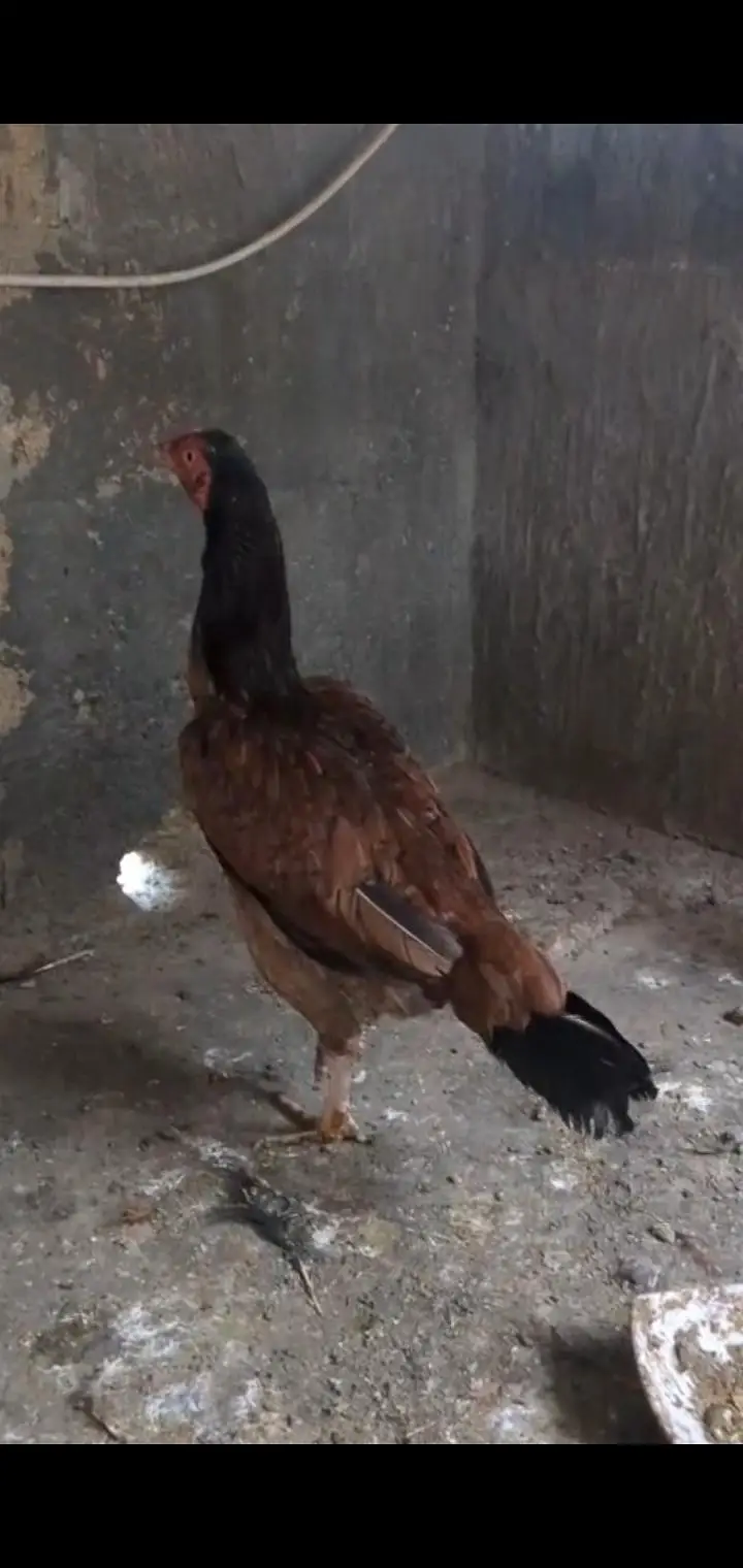 ASEEL MALE AND FEMALE FOR SALE — photo 2