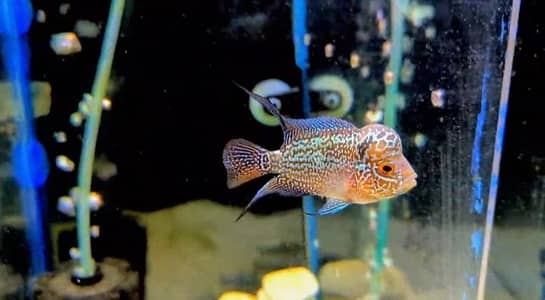 A+++ grade vip quality pattern flower horn male