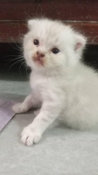 male kitten for sale