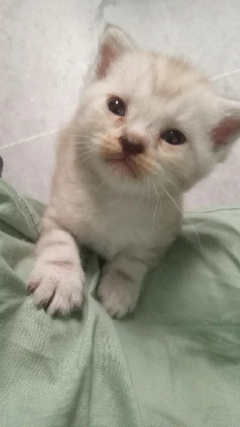 male kitten for sale — photo 2