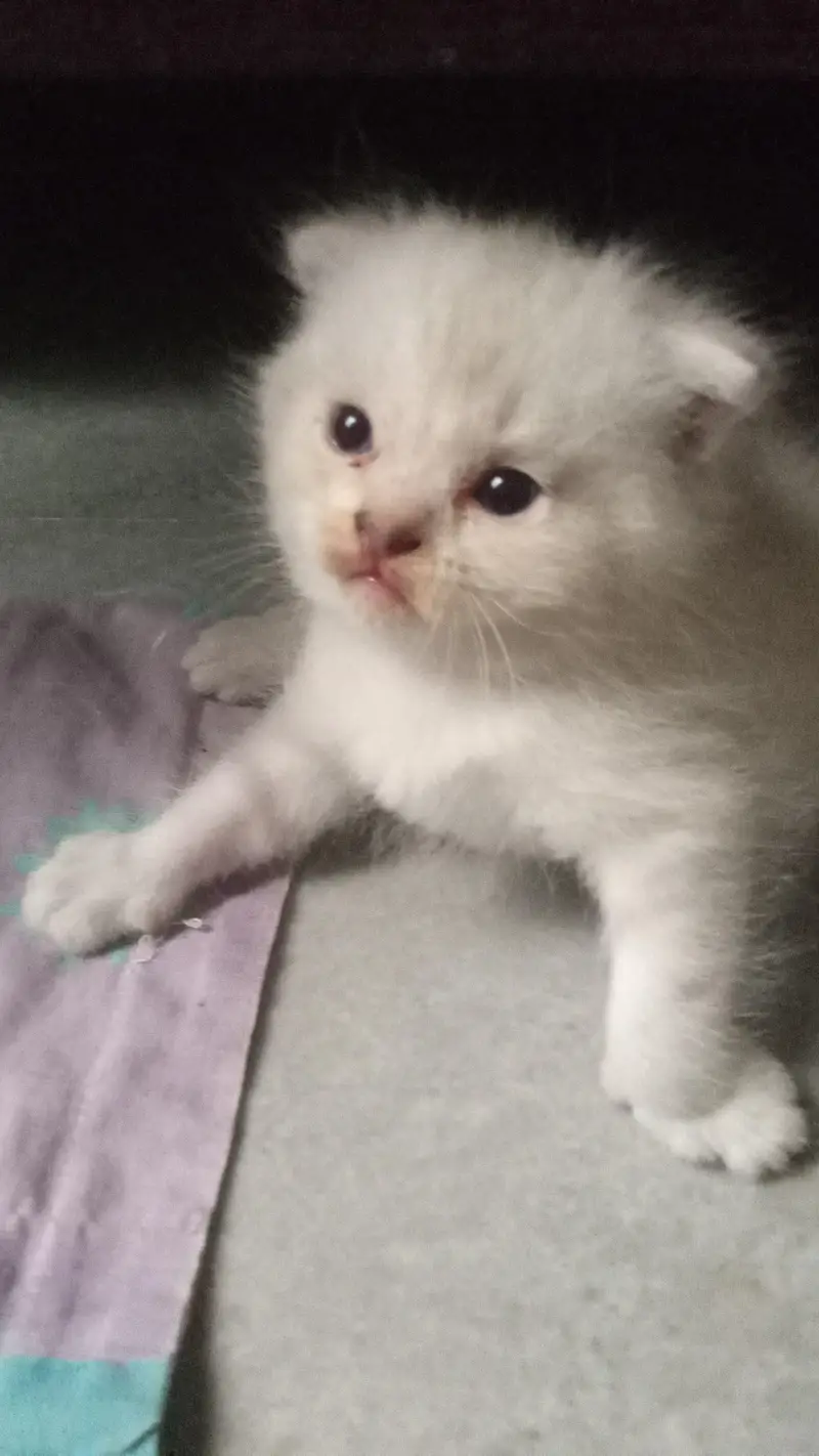 male kitten for sale — photo 3