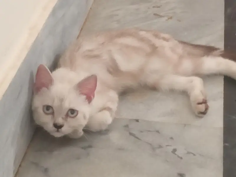 male kitten for sale — photo 4