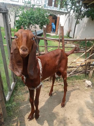bakara for sale