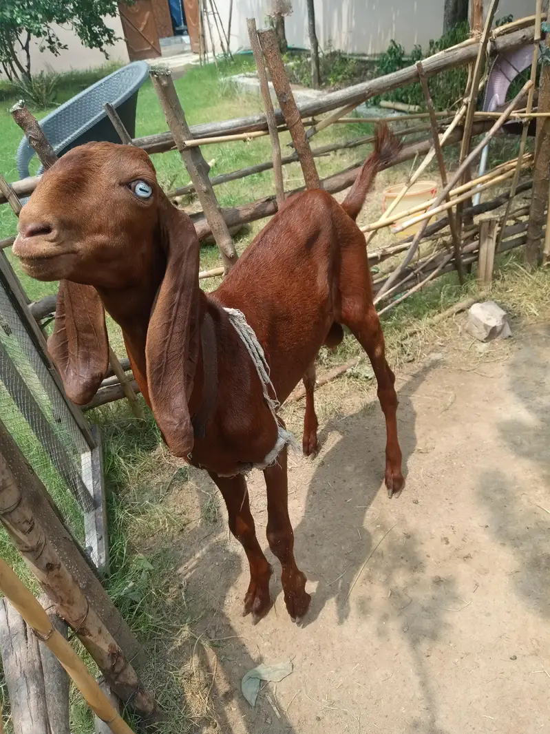 bakara for sale — photo 2