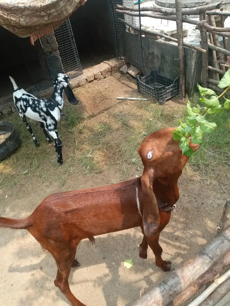 bakara for sale — photo 3