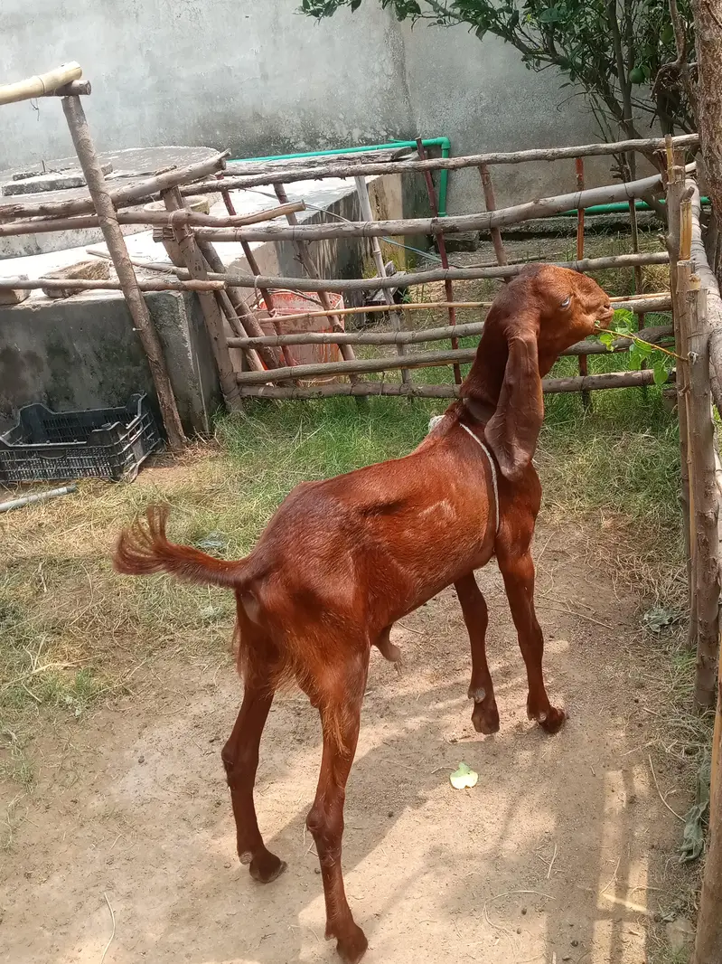 bakara for sale — photo 4