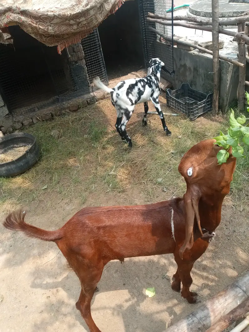bakara for sale — photo 5