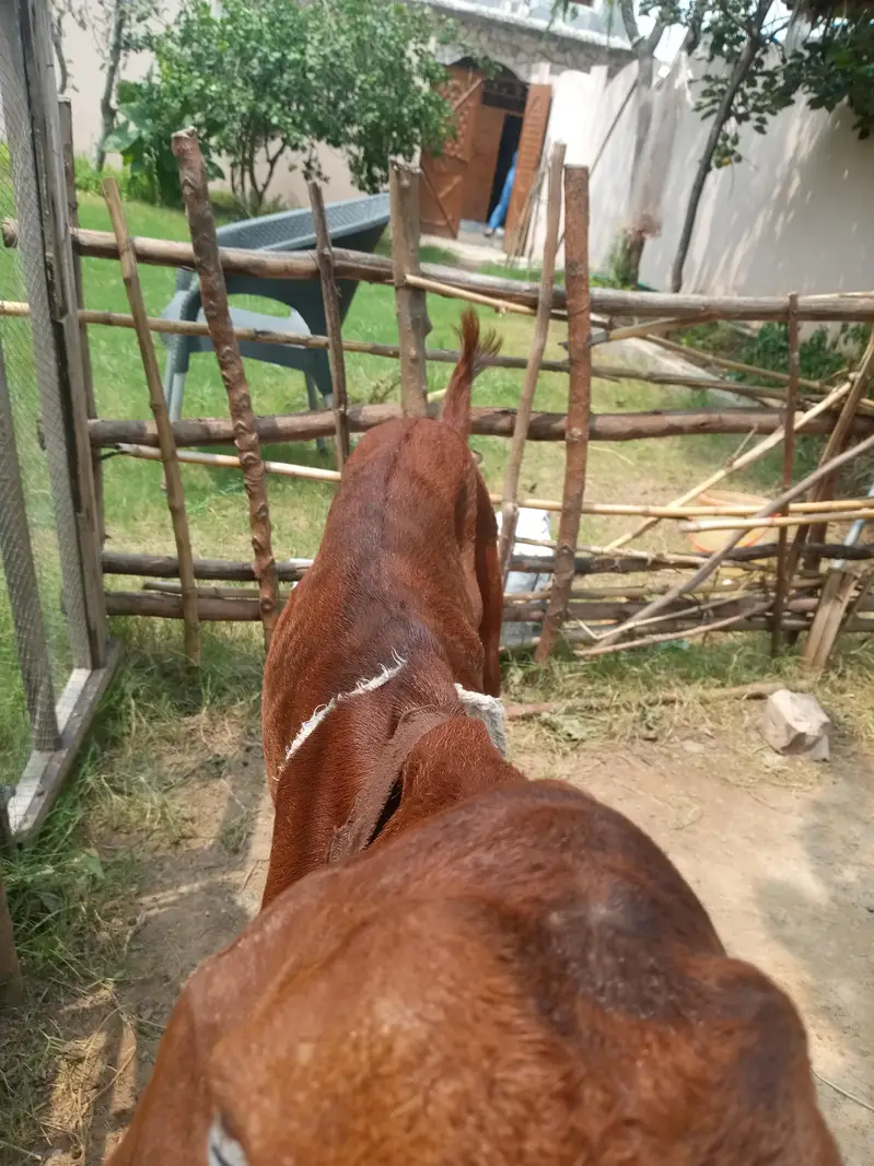 bakara for sale — photo 6